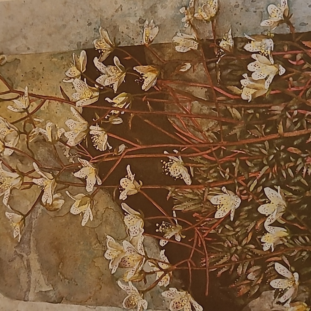 VIVIAN THIERFELDER VINTAGE FLORAL ART PRINTS, Unframed - Picture 14 of 16